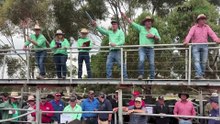 1200 yarded at Strathalbyn as light heifers draw strong competition