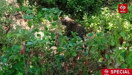 गढ़वाल में भालू-गुलदार के आतंक का कर्फ्यू, शादी ब्याह के काम भी हुए प्रभावित, केंद्रीय मंत्री से मिले बलूनी