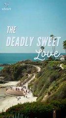 Firewall of Love shortmintz