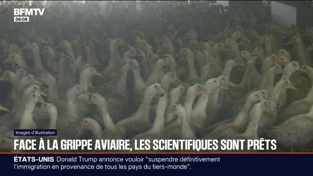 Le pire scénario serait que le virus devienne capable de se transmettre d'homme à homme : face à la transmission de la grippe aviaire à des mammifères, les scientifiques restent en alerte