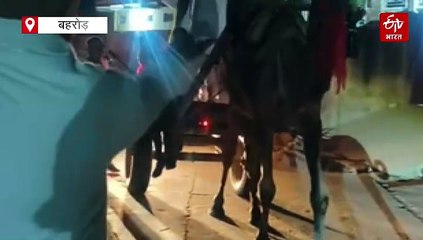 बहरोड़ में ऊंटगाड़ी से दुल्हन लेने पहुंची बारात, ग्रामीण हुए अचंभित