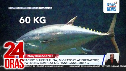 #KuyaKimAnoNa? Express (Oct. 21-23, 2025) - Giant tuna, nahuli sa Ilocos Norte; Louvre Museum sa France, nilooban; Pusa sa Mt. Apo, banta nga ba? | 24 Oras