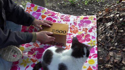 【Nikon D500】野良猫と開封してみた【猫 Cat】 ニコン