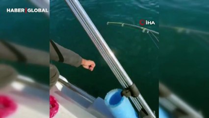 Trabzon kıyılarında köpek balığı hareketliliği arttı