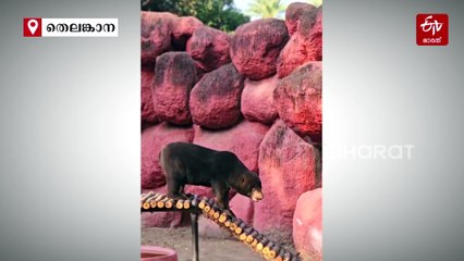 ദിനോസറുകള്‍ ഇപ്പോഴും വാഴുന്നൊരിടം; നൈല്‍ നദിയിലെ പല്ലികളുടെ പ്രജനന കേന്ദ്രം, ഏഷ്യയിലെ ഏറ്റവും മികച്ച ഈയിടം ഇന്ത്യയില്‍