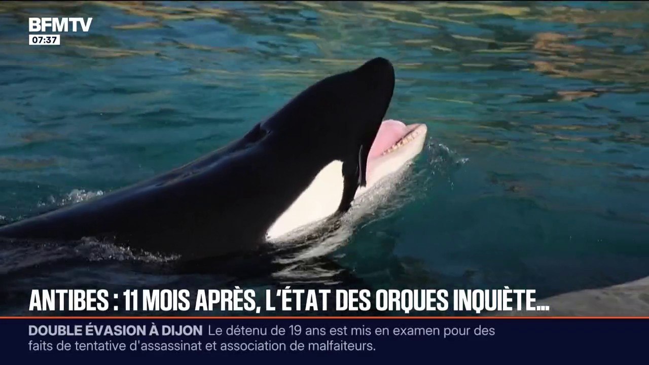 "Il faut que ces animaux s'en aillent": onze mois après la fermeture du parc Marineland d'Antibes, la situation des cétacés restants inquiète
