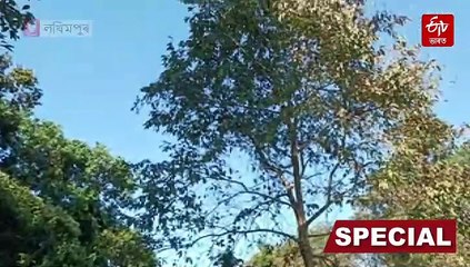 বিৰল চিয়া নাহৰৰ বাবে বিখ্যাত এখন সংৰক্ষিত বনাঞ্চল যি অসমৰেই নহয় এছিয়াৰো এক আপুৰুগীয়া সম্পদ