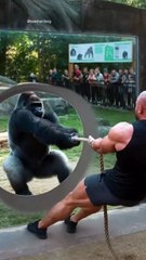 Bodybuilder vs 1 Gorilla Tug of War… 6 Seconds Later They’re EATING DIRT! 💪🦍😂 1