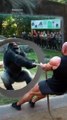 Bodybuilder vs 1 Gorilla Tug of War… 6 Seconds Later They’re EATING DIRT! 💪🦍😂 1