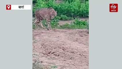 कूनो नेशनल पार्क से बारां पहुंचा अफ्रीकी मेहमान, वन विभाग की टीम कर रही निगरानी