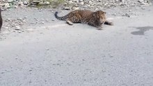 Leopard Injured After Falling From Mountain In Kaghan Valley