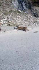Leopard Injured After Falling From Mountain In Kaghan Valley