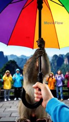 Monkey Takes Umbrella Flight — China Valley Surprise!
