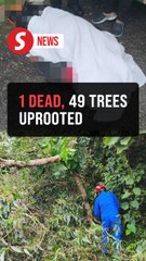 Storm Senyar: One dead, 49 trees uprooted nationwide