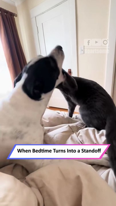 Cat and Dog Locked in Silent Showdown on the Bed in Hilarious Standoff|| Heartsome 💖