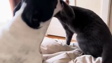 Cat and Dog Locked in Silent Showdown on the Bed in Hilarious Standoff|| Heartsome 💖
