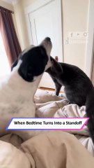 Cat and Dog Locked in Silent Showdown on the Bed in Hilarious Standoff|| Heartsome 💖