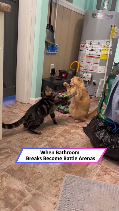 Cats Go Full Chaos Mode in Hilarious Under-the-Door Battle|| Heartsome 💖