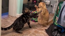 Cats Go Full Chaos Mode in Hilarious Under-the-Door Battle|| Heartsome 💖