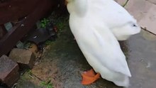 Dog vs Ducks Chaos: Pet Drama Erupts Into a Hilarious Home Show|| Heartsome 💖