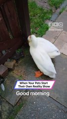 Dog vs Ducks Chaos: Pet Drama Erupts Into a Hilarious Home Show|| Heartsome 💖