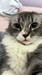 The exact moment he realized he’s adopted 😹