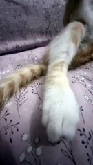 He pays zero bills and sleeps like this !