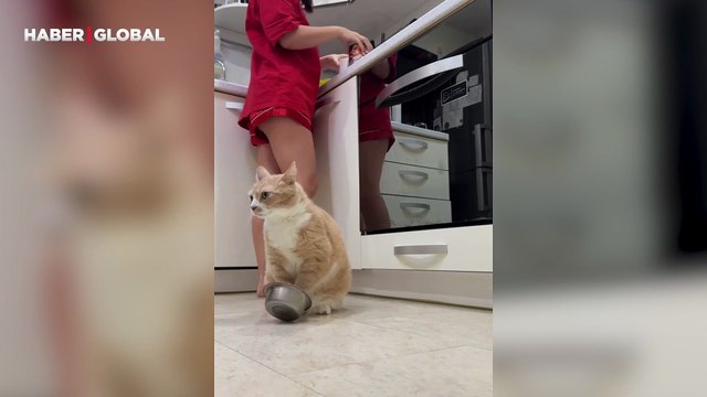 Acıkan kedinin mama için evi birbirine kattığı anlar izlenme rekoru kırdı