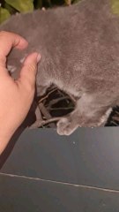 Companionship Cats offer unconditional affection and can reduce feelings of loneliness.