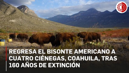 Regresa el bisonte americano a Cuatro Ciénegas, Coahuila, tras 160 años de extinción