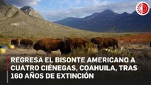 Regresa el bisonte americano a Cuatro Ciénegas, Coahuila, tras 160 años de extinción