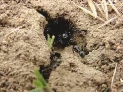 Ants before storm / Les fourmis avant l'orage