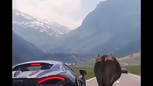 Lamborghini sprite animal stopped Mclaren - Meme Shorts Gone WILD! 😂🔥 Instant Laughs