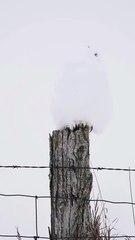 🦉Majestic Snowy Owl Reveals Itself in Winter Snow