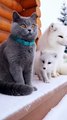 Cute Animal Compilation: Arctic Fox & Cat Friendship