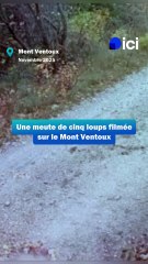 Une meute de cinq loups filmée sur le Mont Ventoux par un photographe animalier