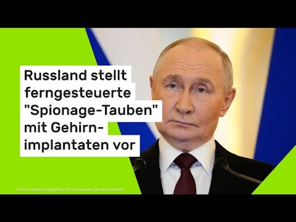 Russland stellt ferngesteuerte 'Spionage-Tauben' mit Gehirnimplantaten vor