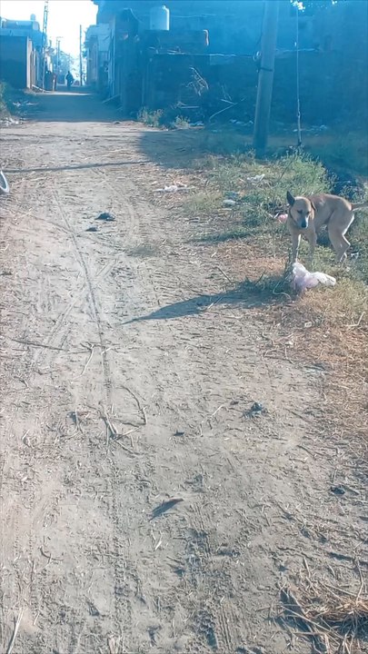 dog searching,