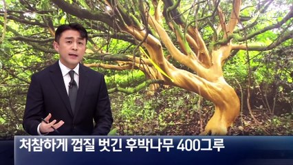 돈 욕심에 후박나무 400그루 고사 위기…처참하게 껍질 벗겨졌다