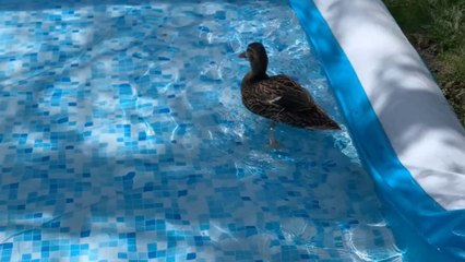 Rescued duck rewrites the rules and swims in reverse like a true rebel