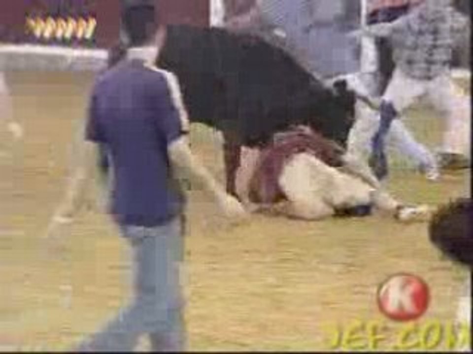 Bull fighter gets owned by a bull! Bull 1 : Bull Fighter 0