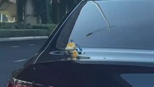 Funny Psyduck Car Ornament: Must-Have Pokemon Decor for Your Dashboard!