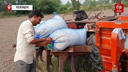 कम दाम मिलने के बावजूद लहसुन उत्पादन का एरिया नहीं हुआ कम, धनिया की बुवाई घटी, ये है बड़ी वजह