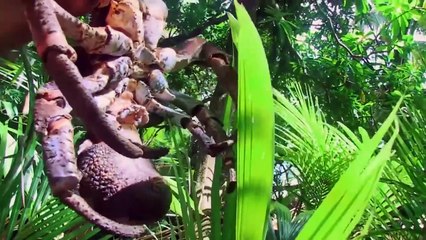 Comerías este cangrejo gigante- - Peligro al desnudo - Discovery Latinoamérica