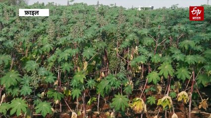 अरंडी की खेती से बदलेगी किसानों की तकदीर, वैज्ञानिकों की नई खोज से जगी नई उम्मीद