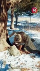 Wings of Fire: The Dragon Slayer Is My Ex-Lover Episode1-10 | ReelShort