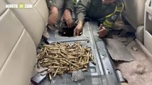 Golpe a las disidencias caen tres con 2 mil cartuchos escondidos en una camioneta