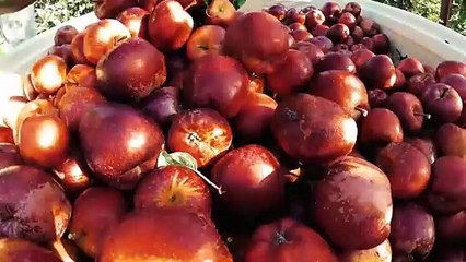 Ear to the Ground - Season 33 Episode 4