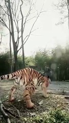 Tripped Into Time Forged a Legend Dramabox