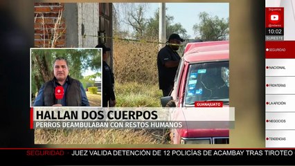 Perros callejeros revelan hallazgo de dos cuerpos en Guanajuato